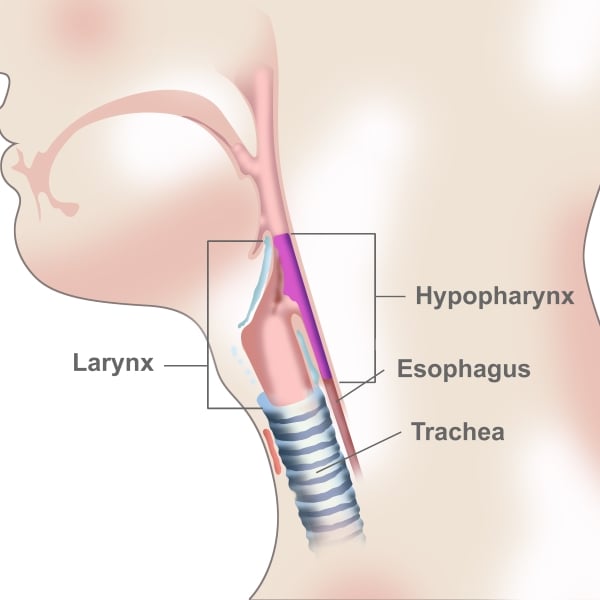 Pharynx