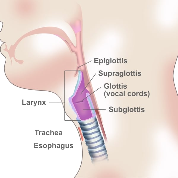 Larynx