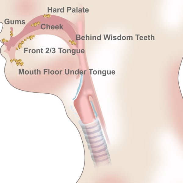 Oral Cavity