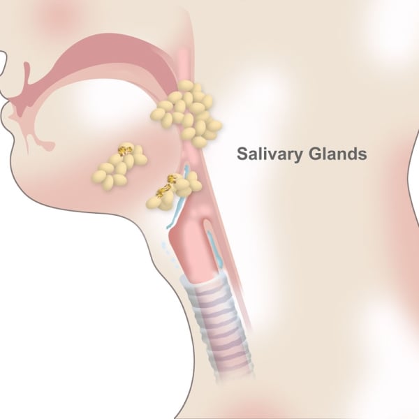 Salivary Glands