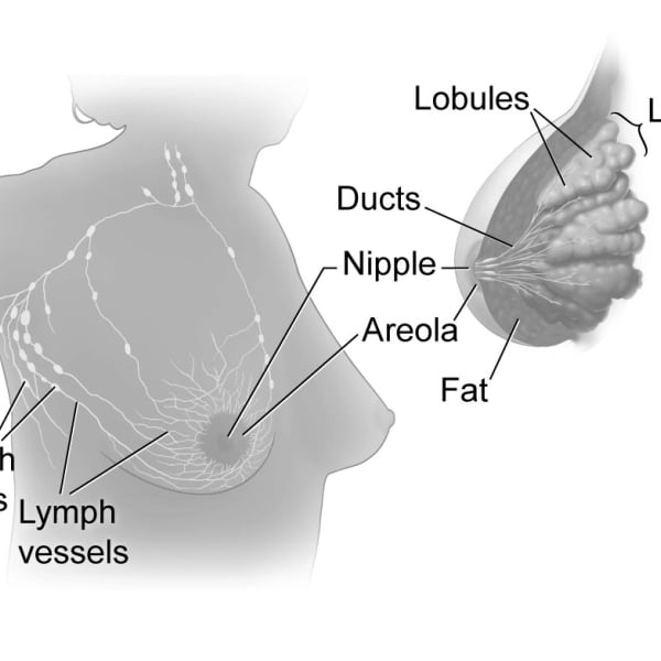 Lymph Nodes and Breast Cancer