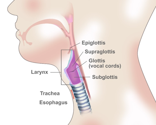 Laryngeal Cancer | Cancer Specialists Virginia Oncology Associates