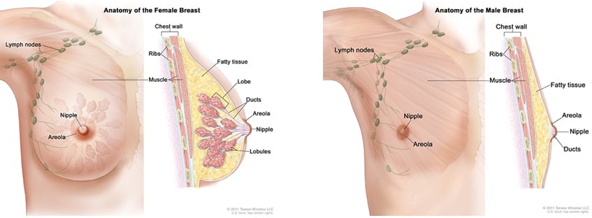 Lymph Nodes and Breast Cancer